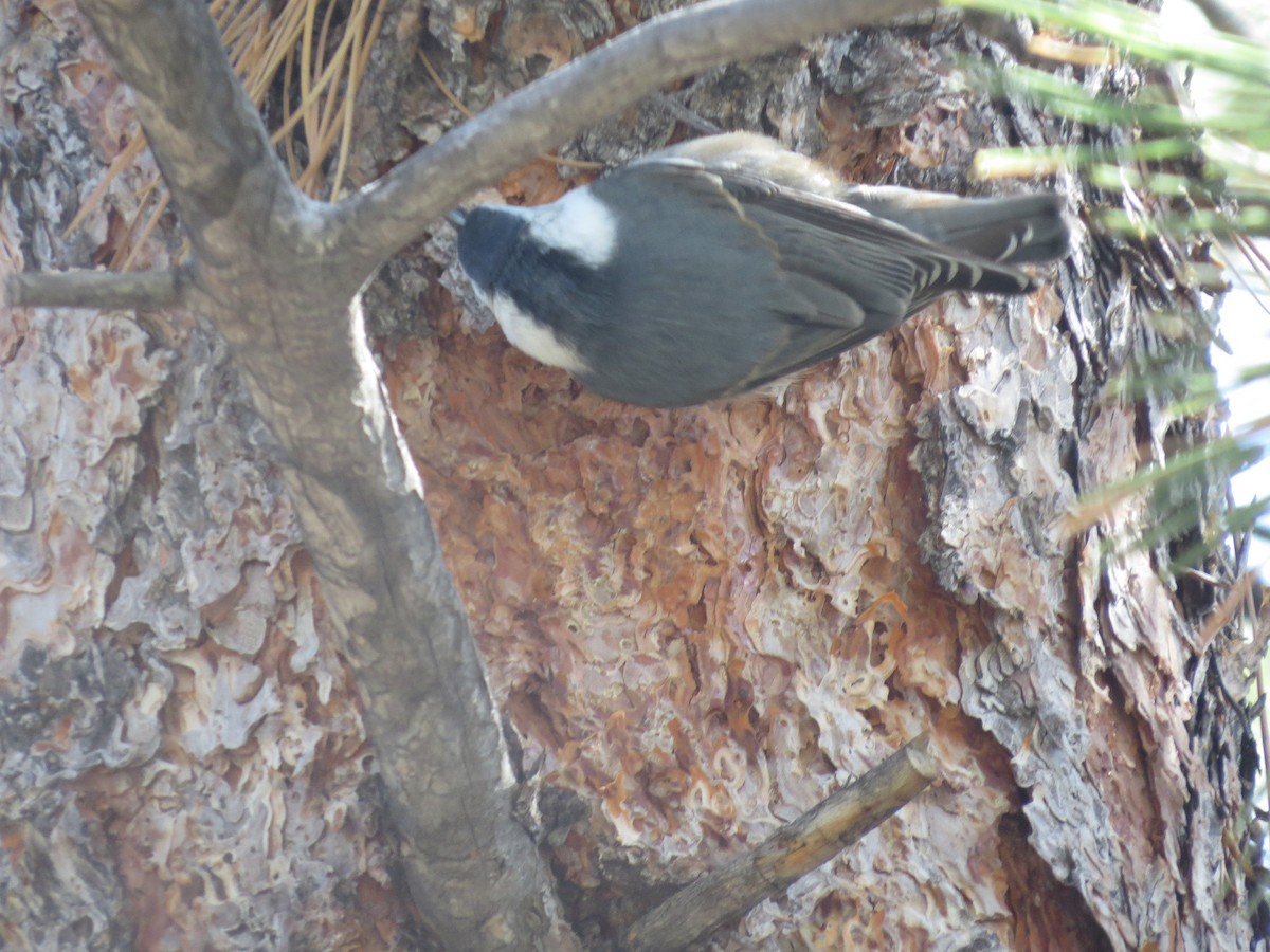 White-breasted Nuthatch (Interior West) - ML336547201