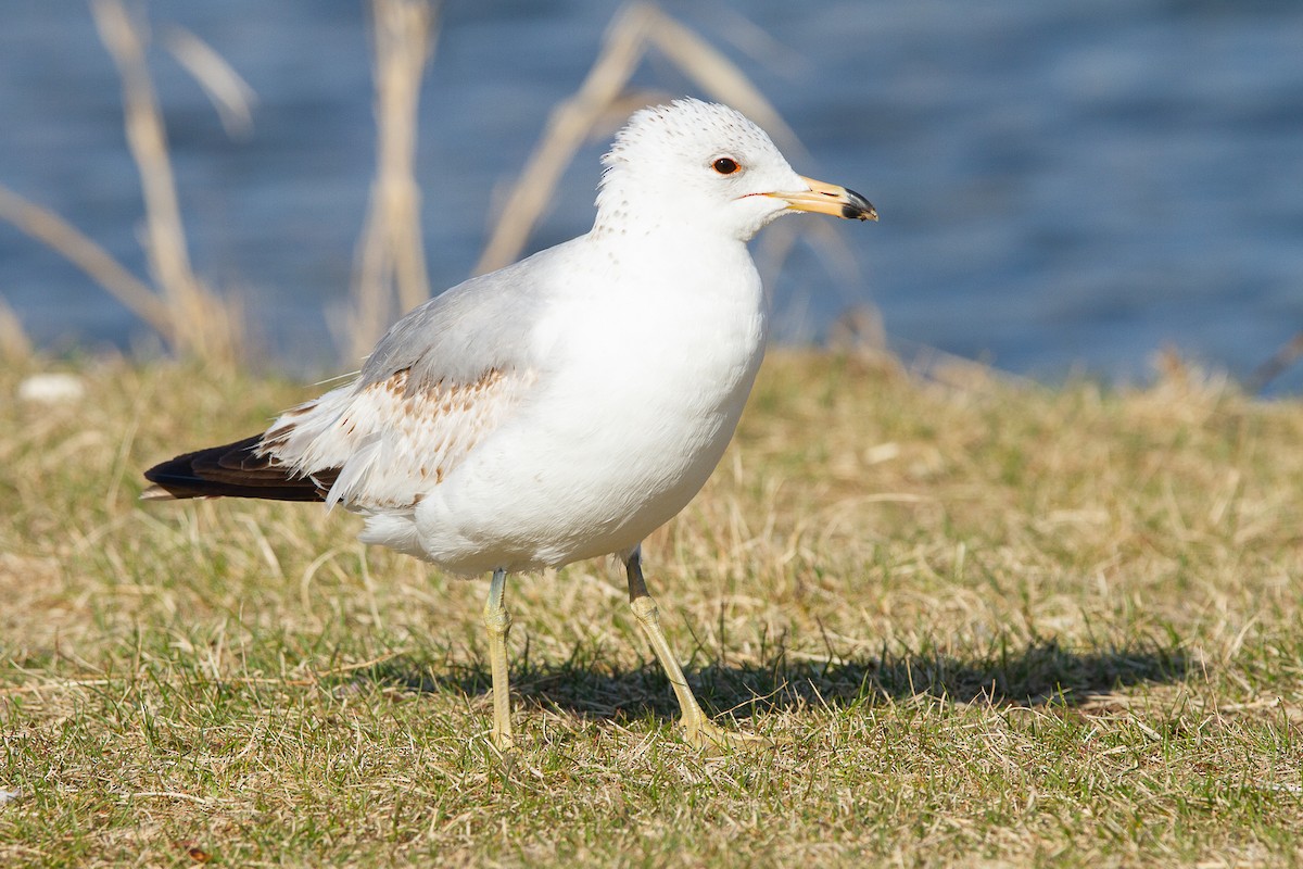 Ring-billed Gull - ML336549311
