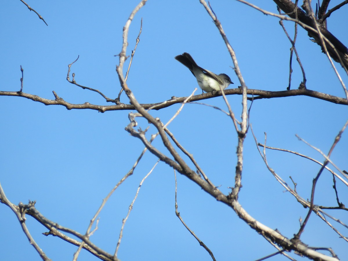 Suiriri Flycatcher - ML336549881