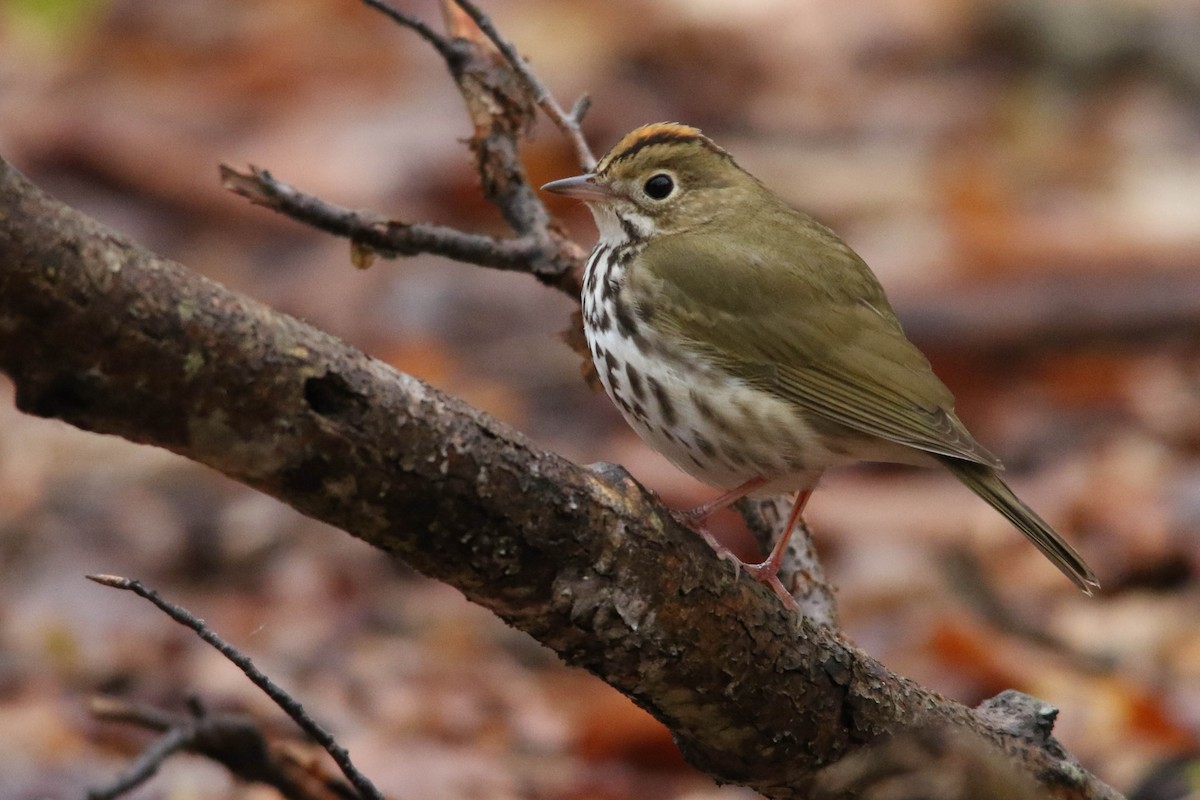 Ovenbird - ML336553821