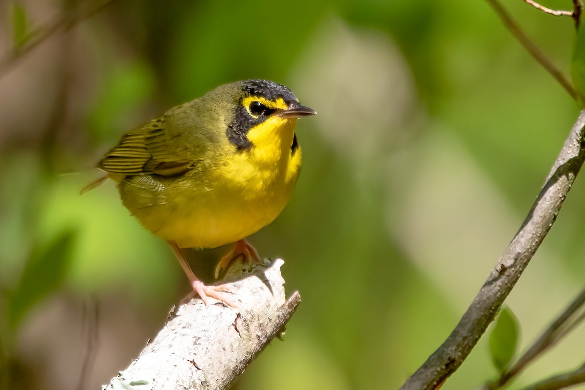 Kentucky Warbler - ML336554481