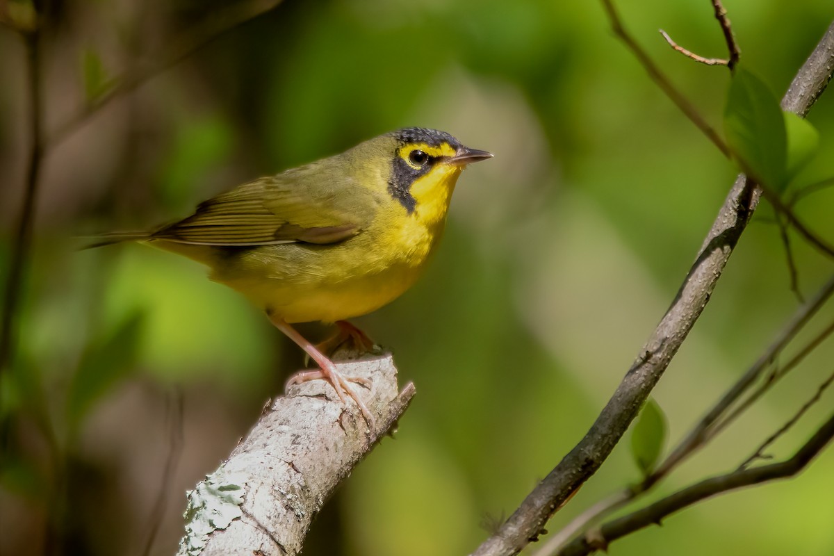 Kentucky Warbler - ML336554501