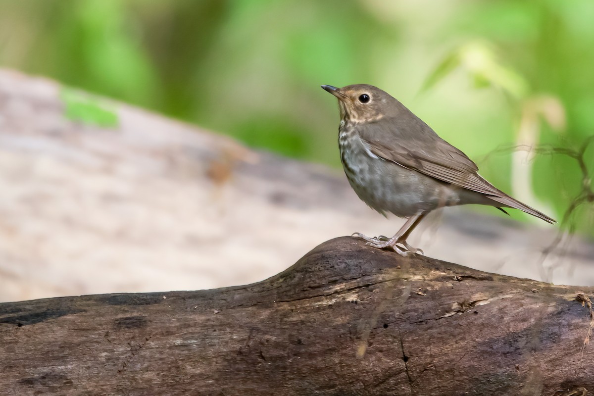 Swainson's Thrush - ML336554591