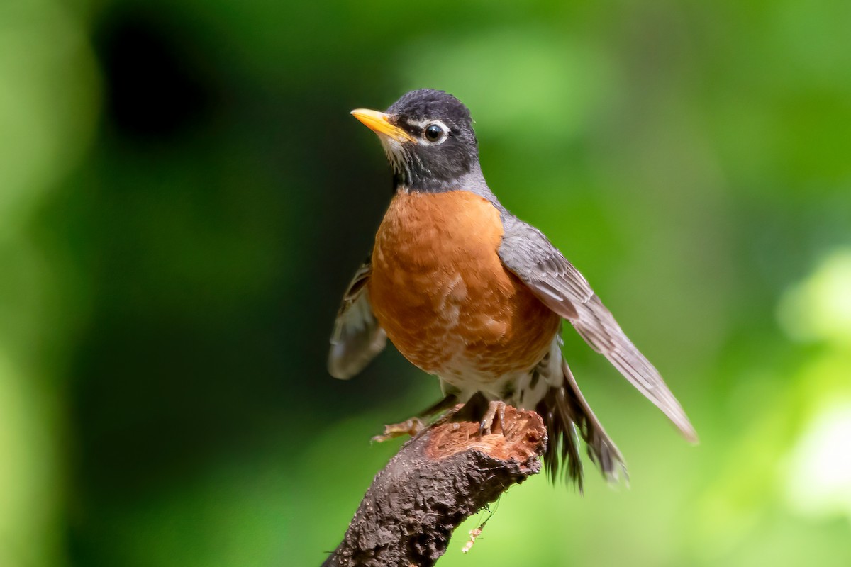 American Robin - ML336554671