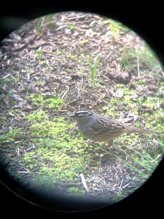 White-crowned Sparrow - Jo Robertson