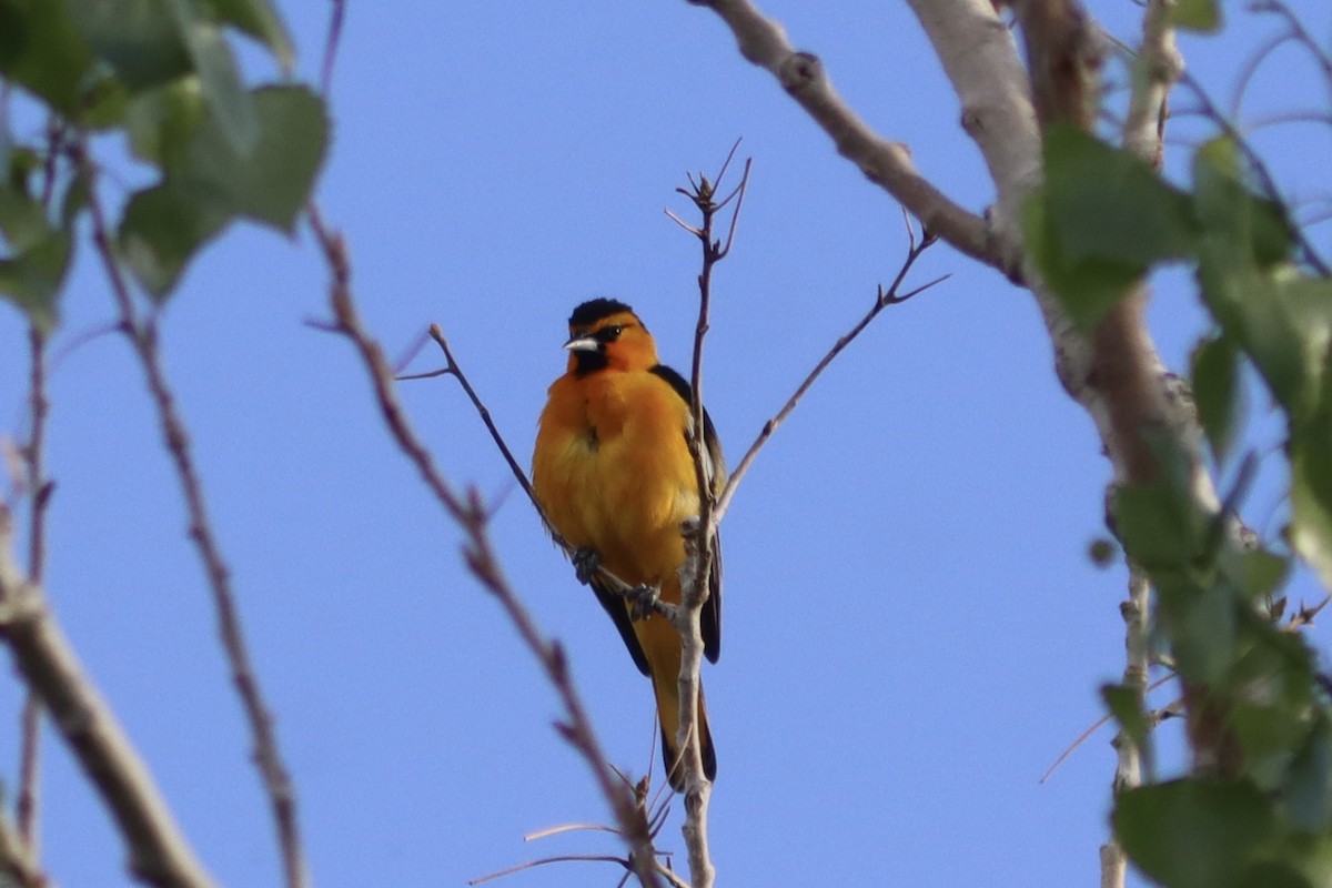 Bullock's Oriole - ML336559021