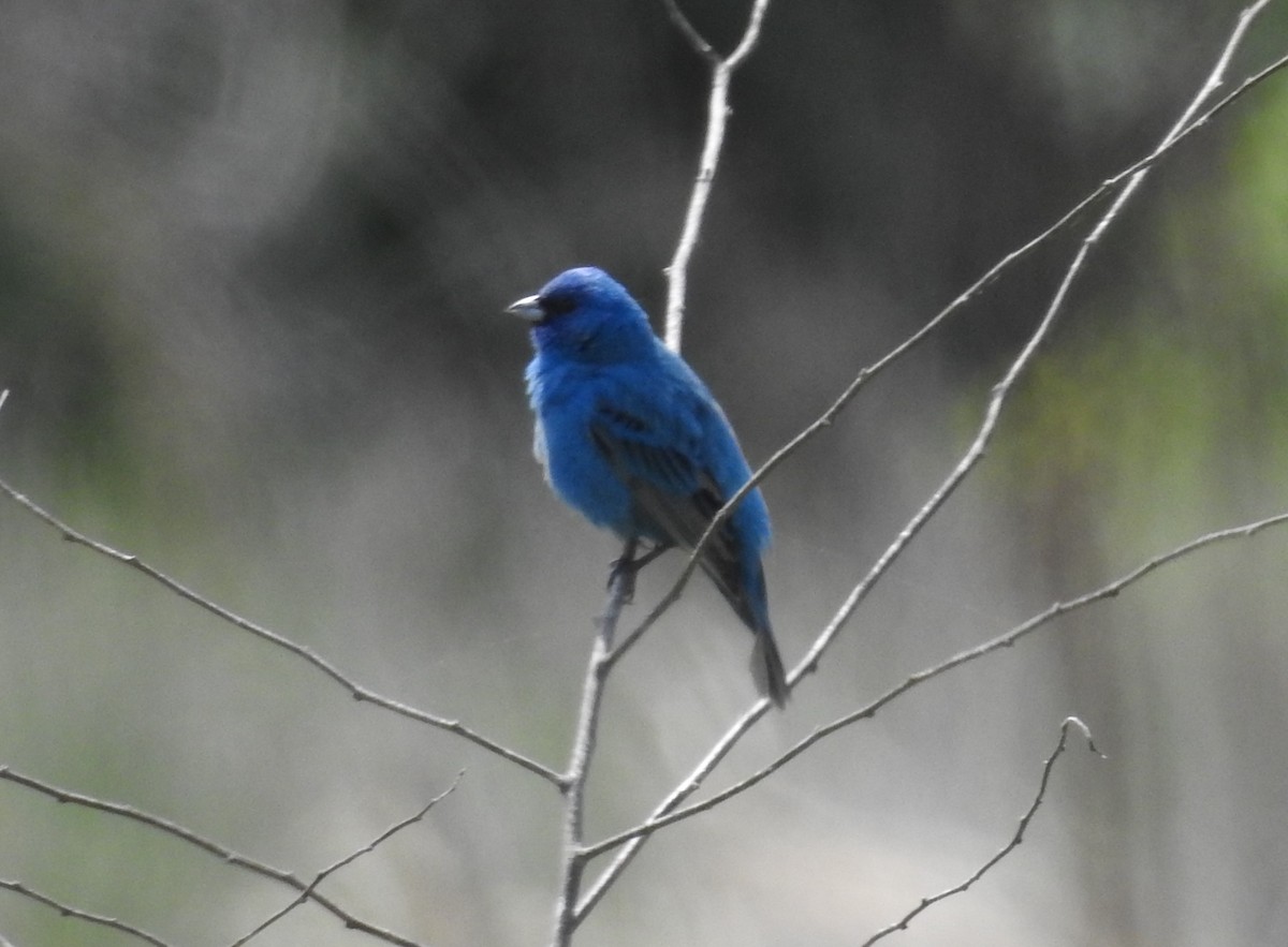 Indigofink - ML336559041