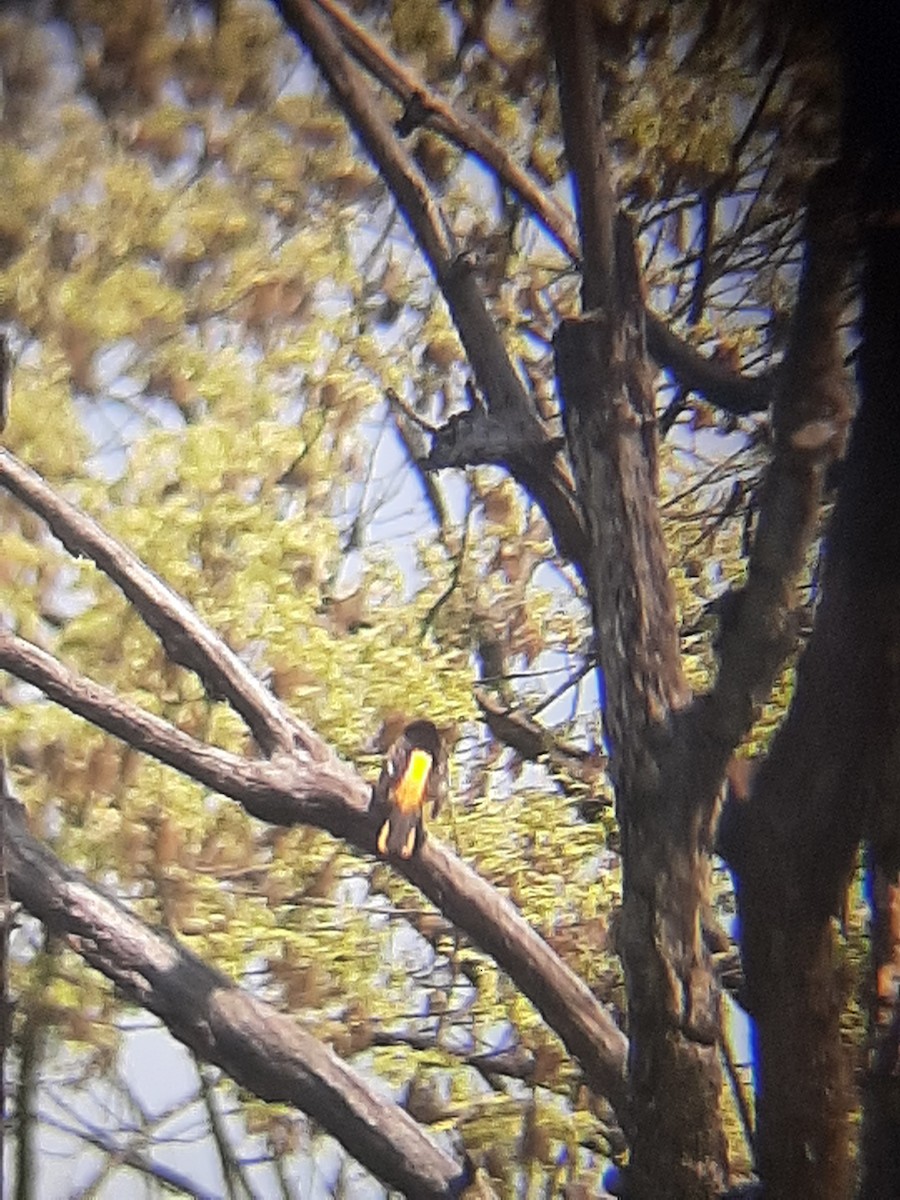 Baltimore Oriole - ML336559571