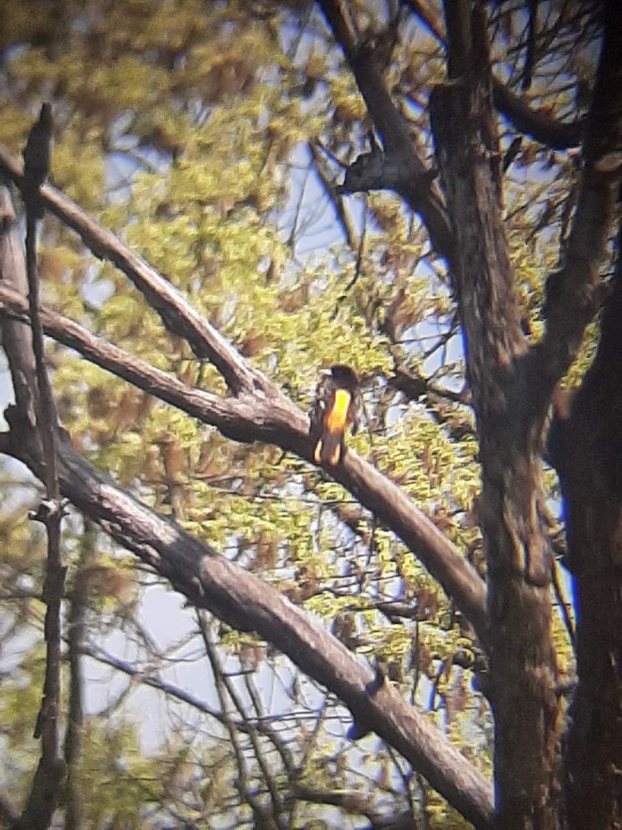 Baltimore Oriole - ML336559581