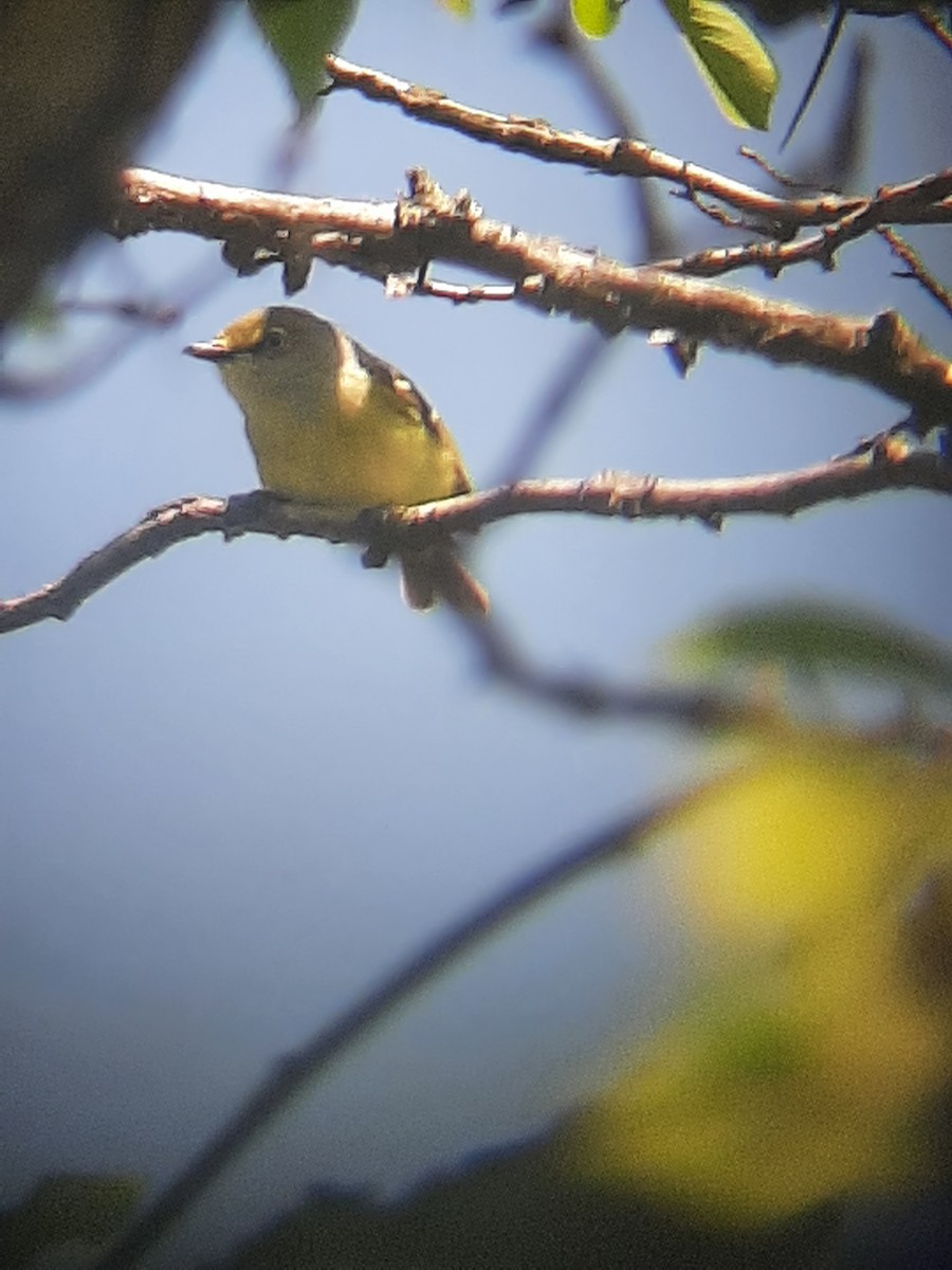 Vireo Ojiblanco - ML336559701