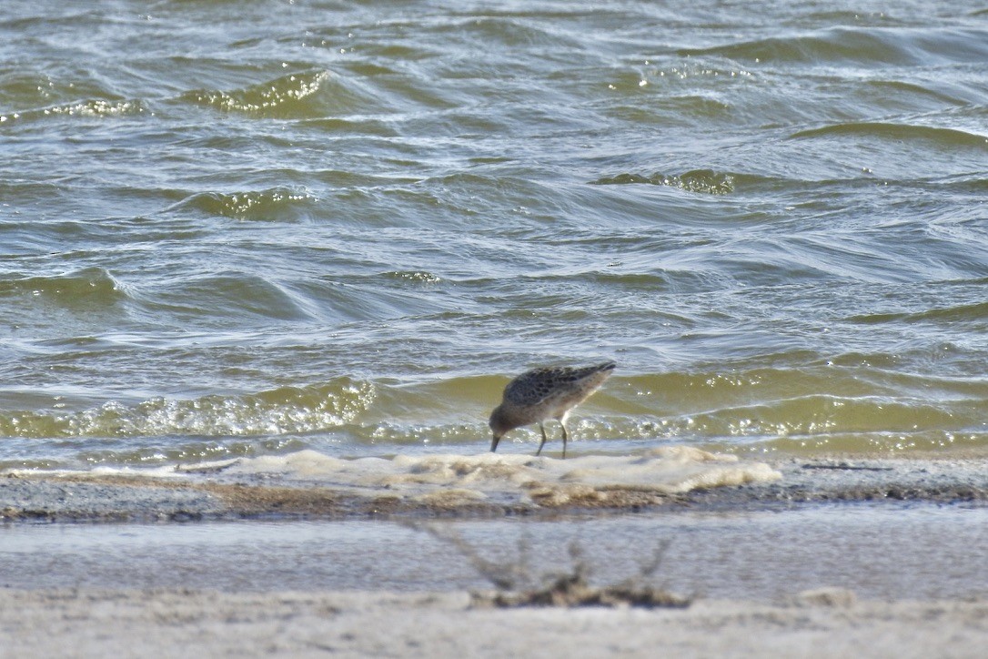 Red Knot - ML336559721