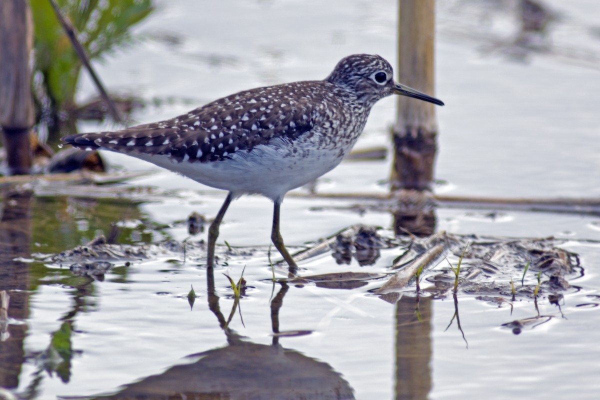 Solitary Sandpiper - ML336560201