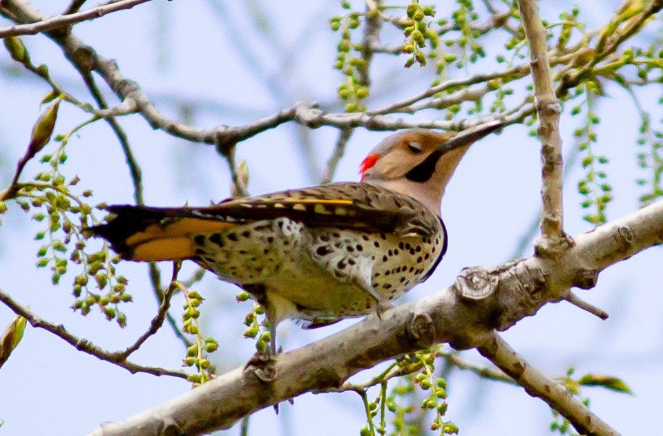 Northern Flicker - ML336562031