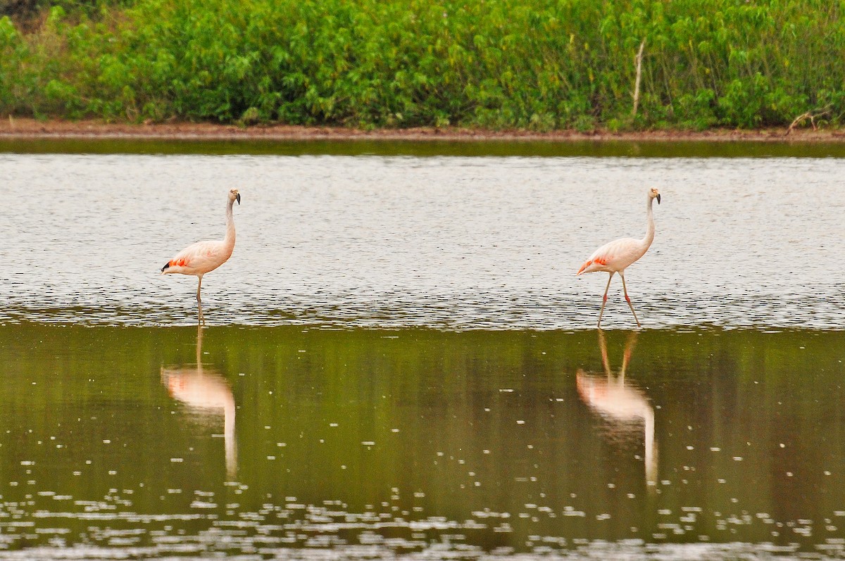 Chilean Flamingo - ML336562291