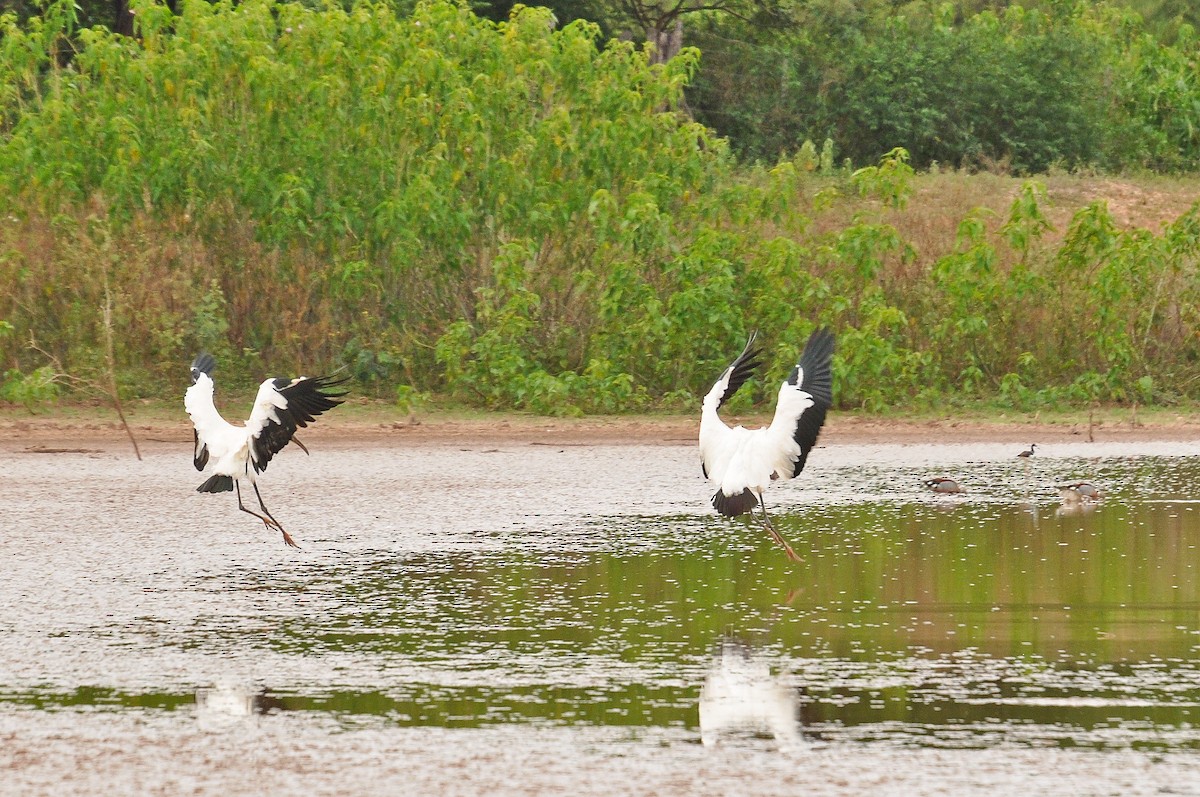 Wood Stork - ML336562791