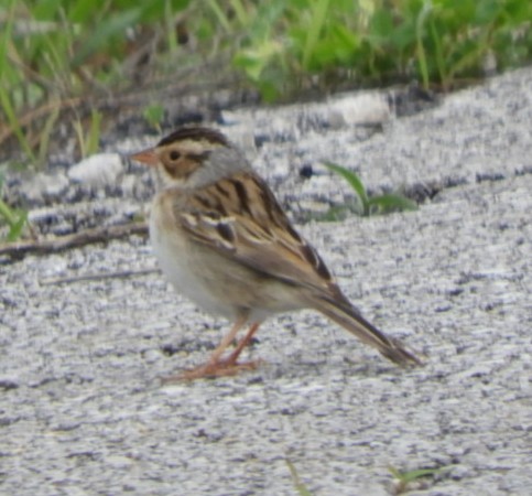 Clay-colored Sparrow - ML336562981