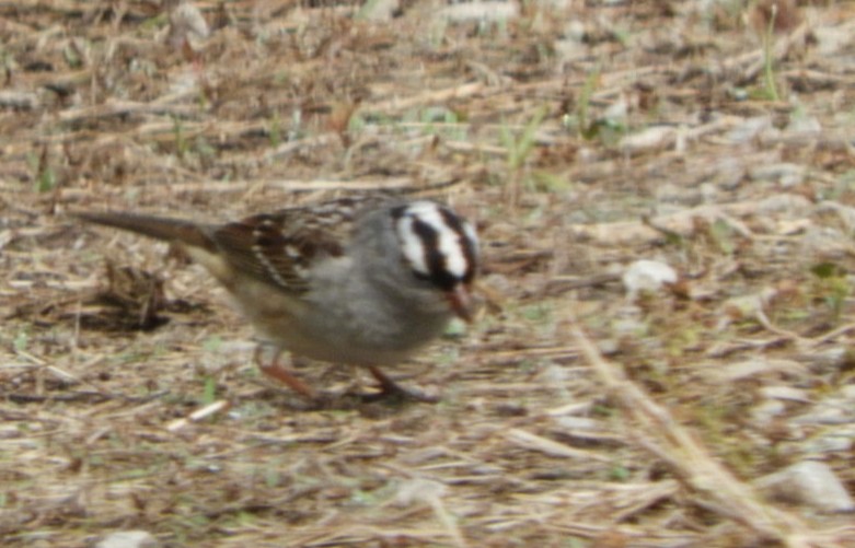 White-crowned Sparrow - ML336563071