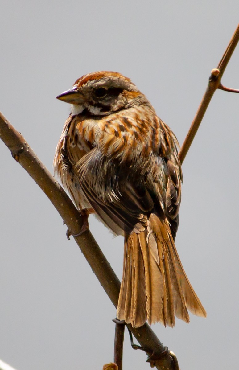 House Sparrow - ML336563081