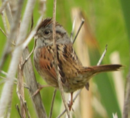 Swamp Sparrow - ML336563141