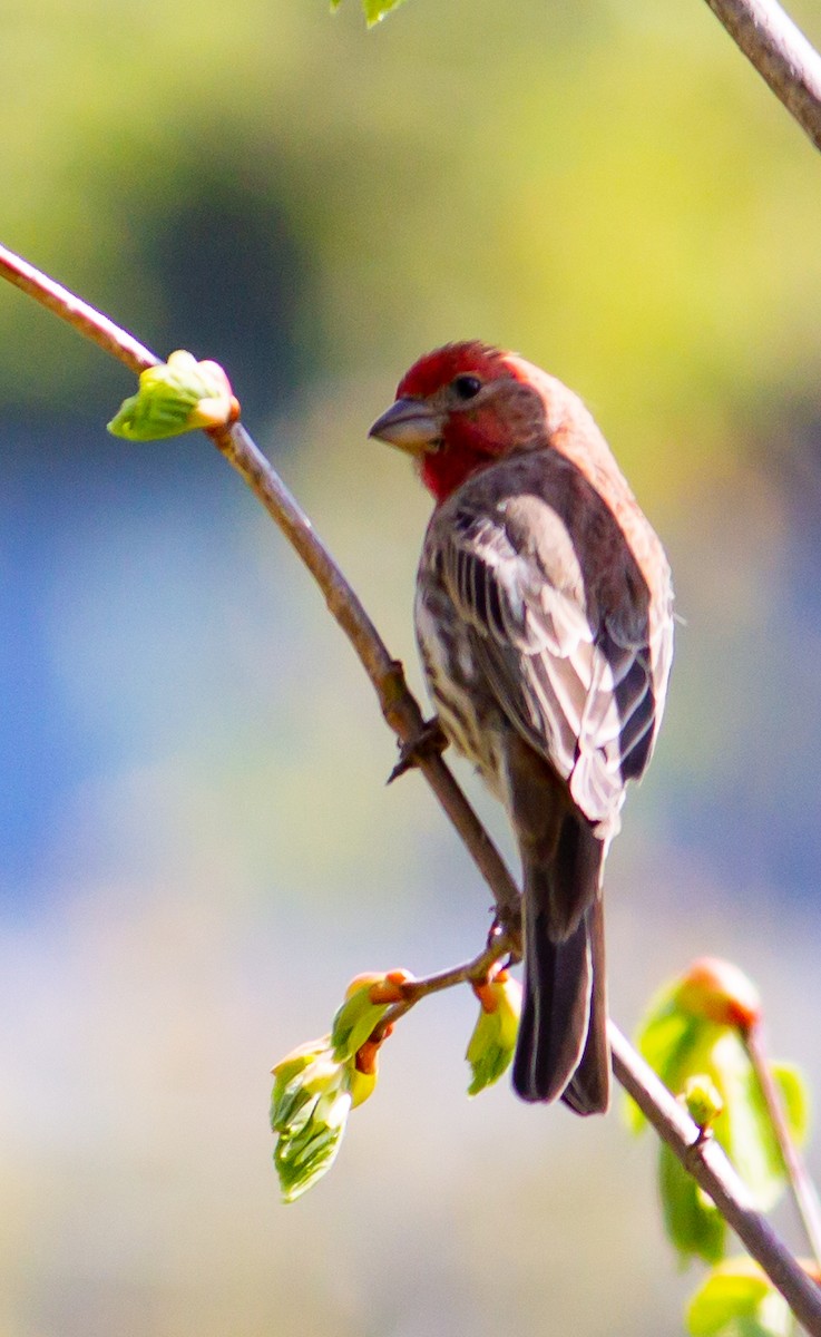 House Finch - ML336563231