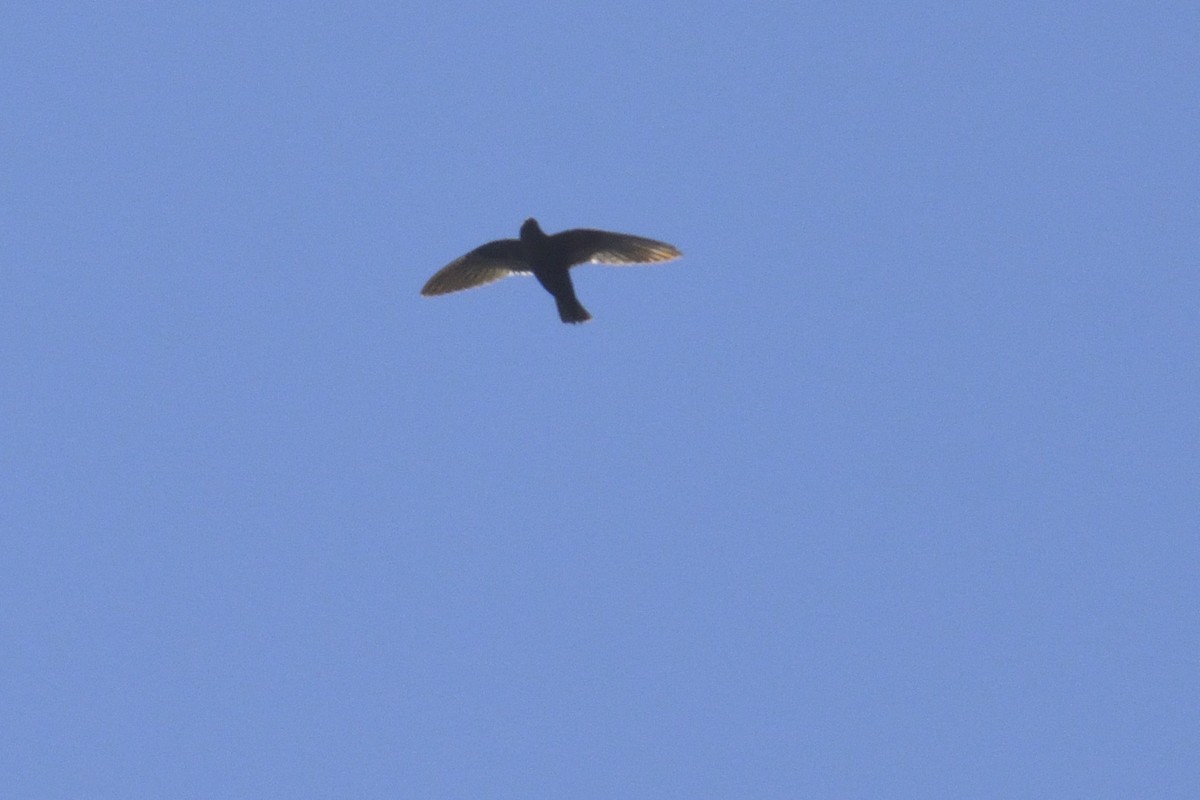 White-naped Swift - Ricardo Arredondo