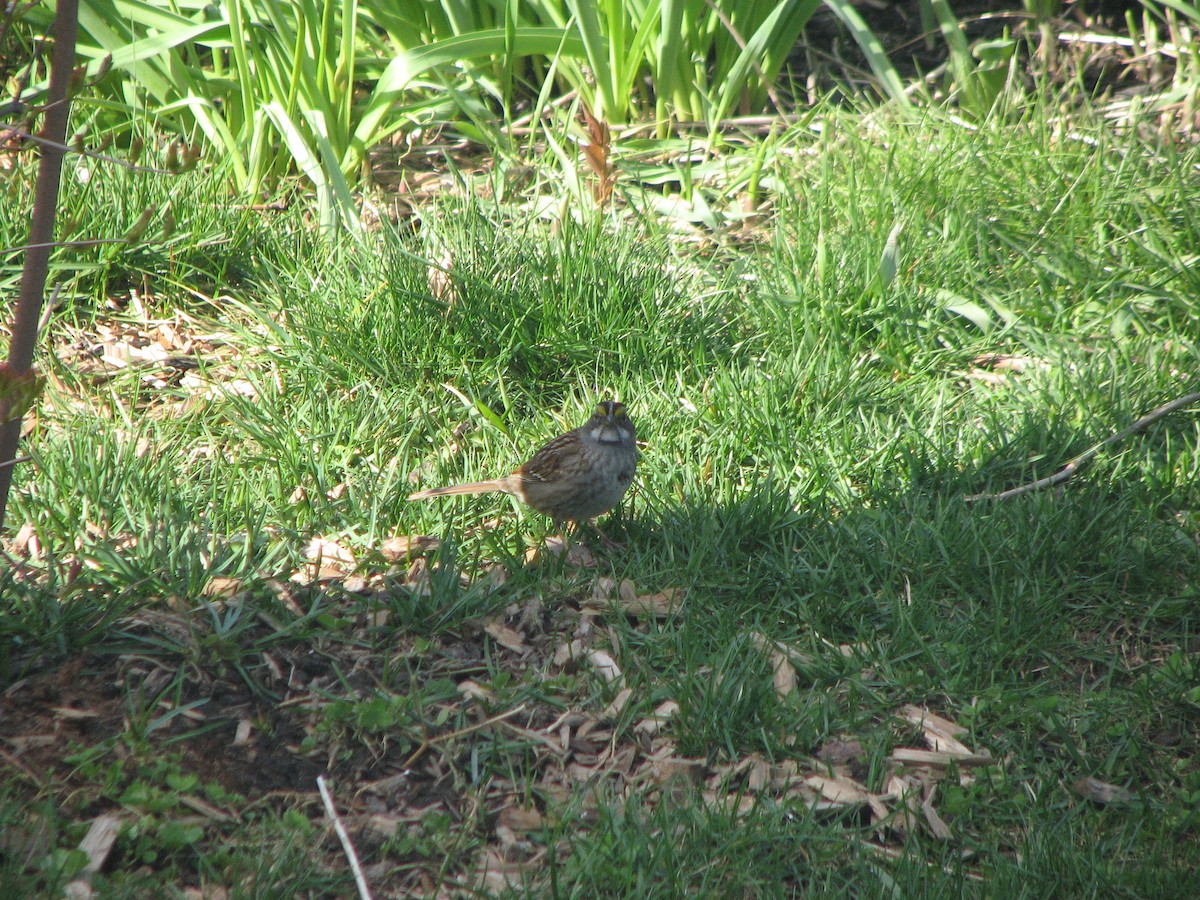 White-throated Sparrow - ML336564821