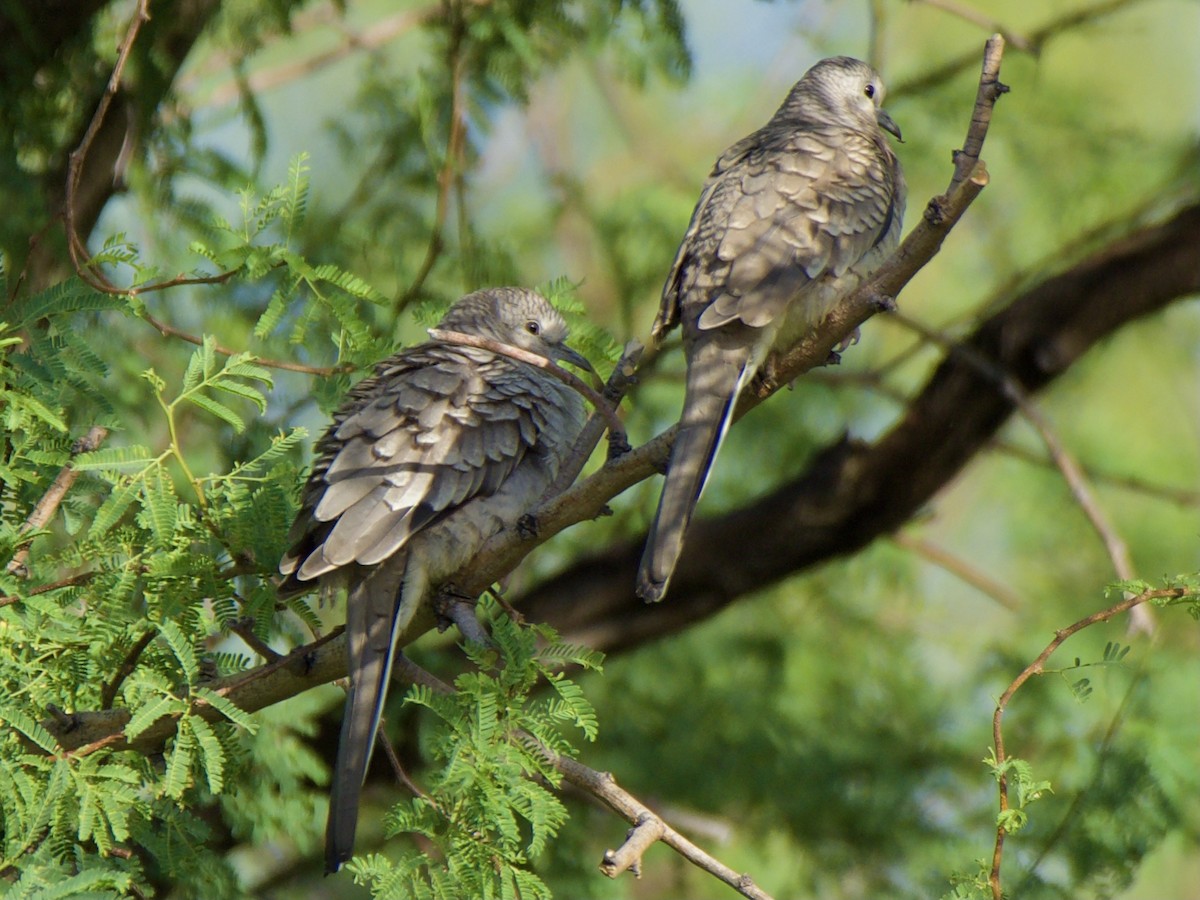 Inca Dove - ML336567471