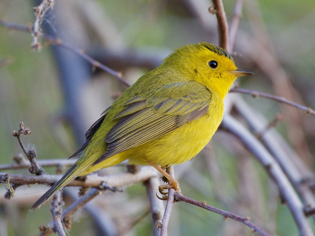 Wilson's Warbler - ML336568971