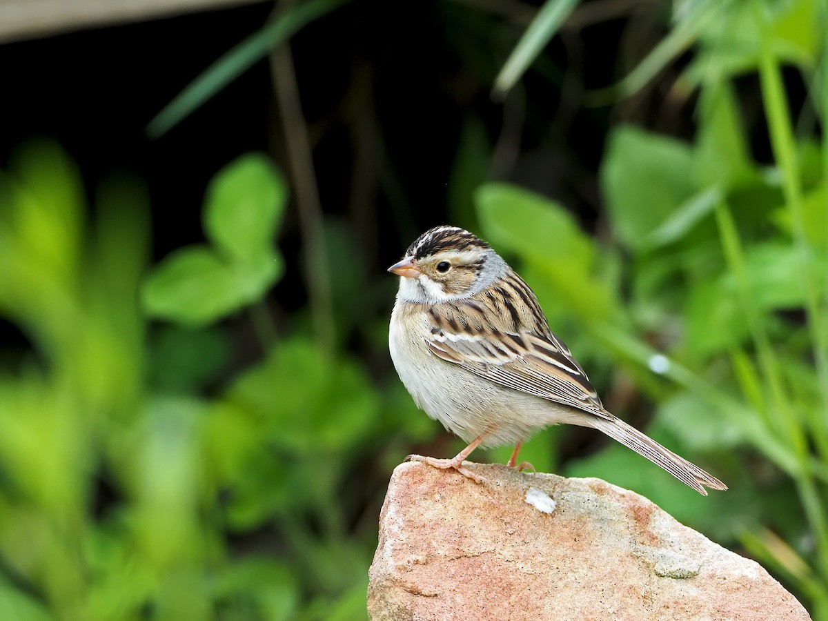 Clay-colored Sparrow - Gary Mueller