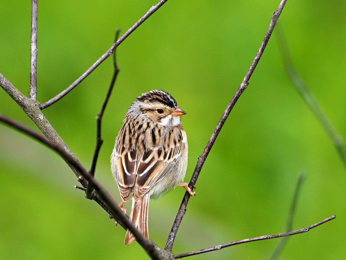 Clay-colored Sparrow - Gary Mueller