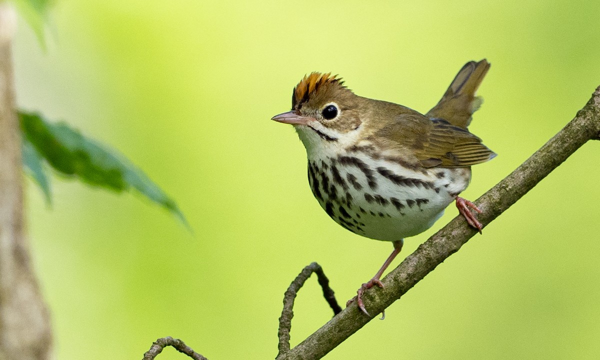 Ovenbird - Brad Heath