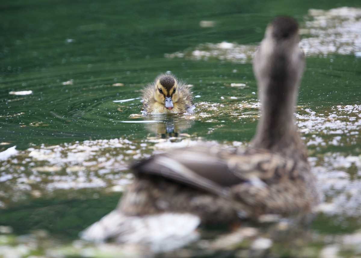 Mallard - Rachel B