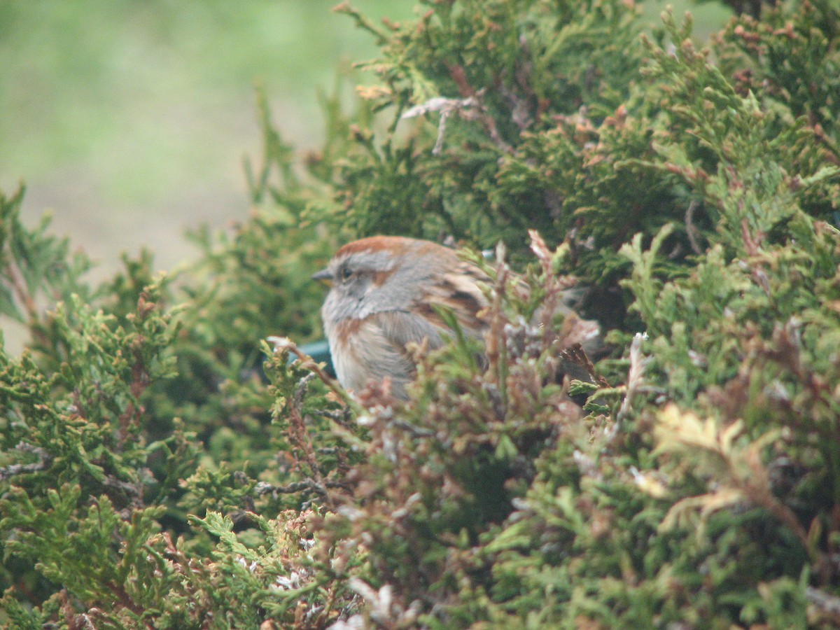 American Tree Sparrow - ML336572251