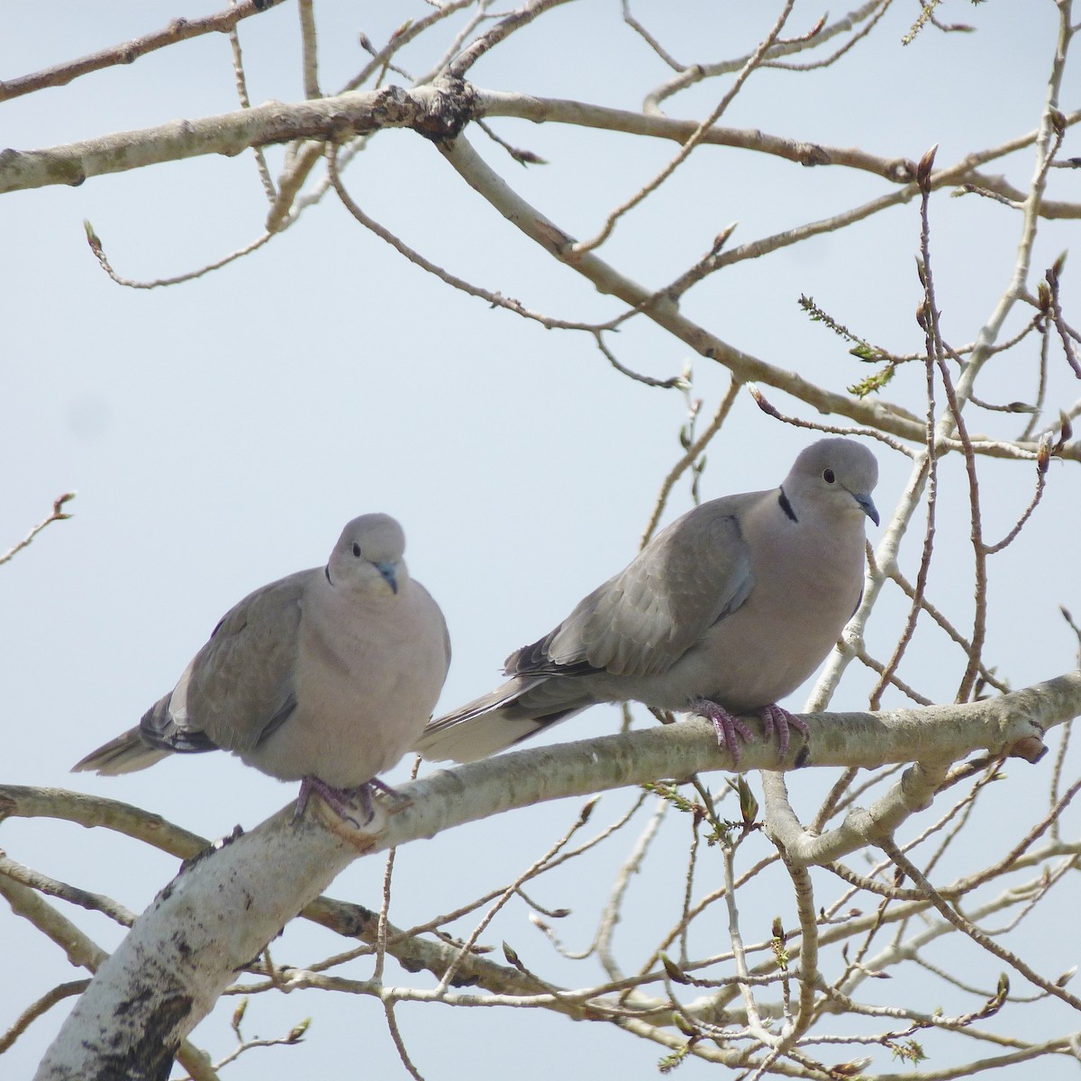 Eurasian Collared-Dove - ML336572711