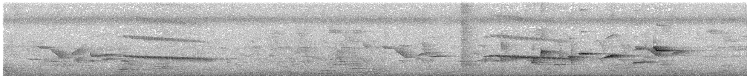 שלדג לבן-חזה - ML336574291