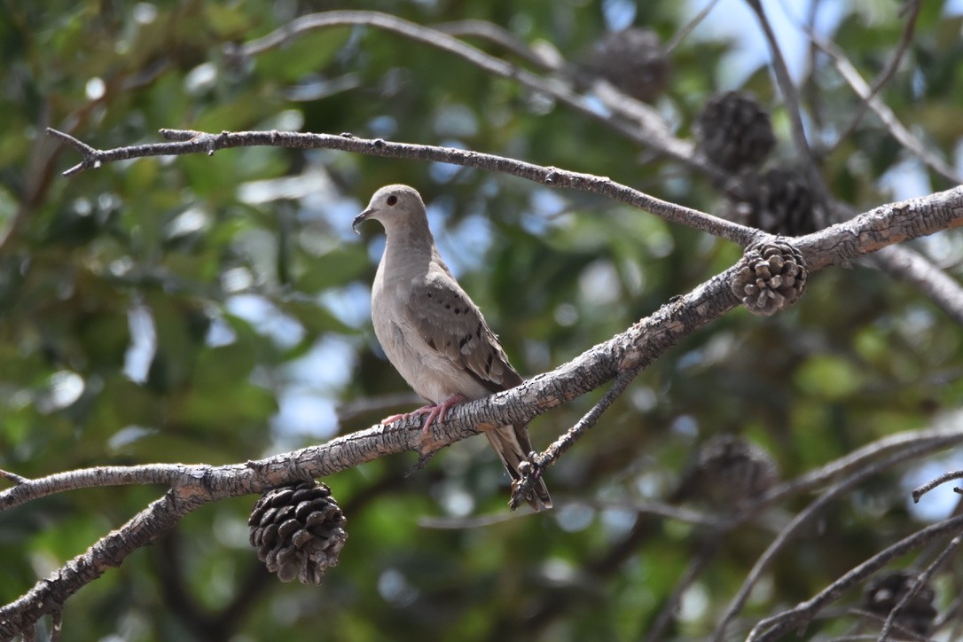 Ruddy Ground Dove - ML336574531