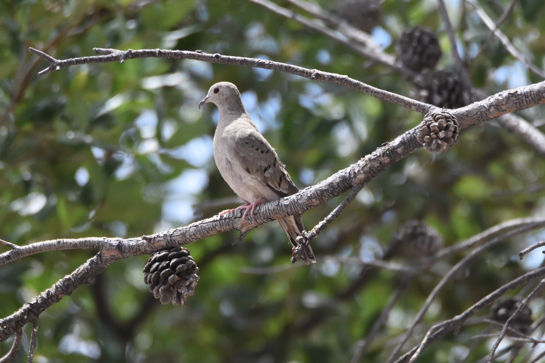 Ruddy Ground Dove - ML336574681