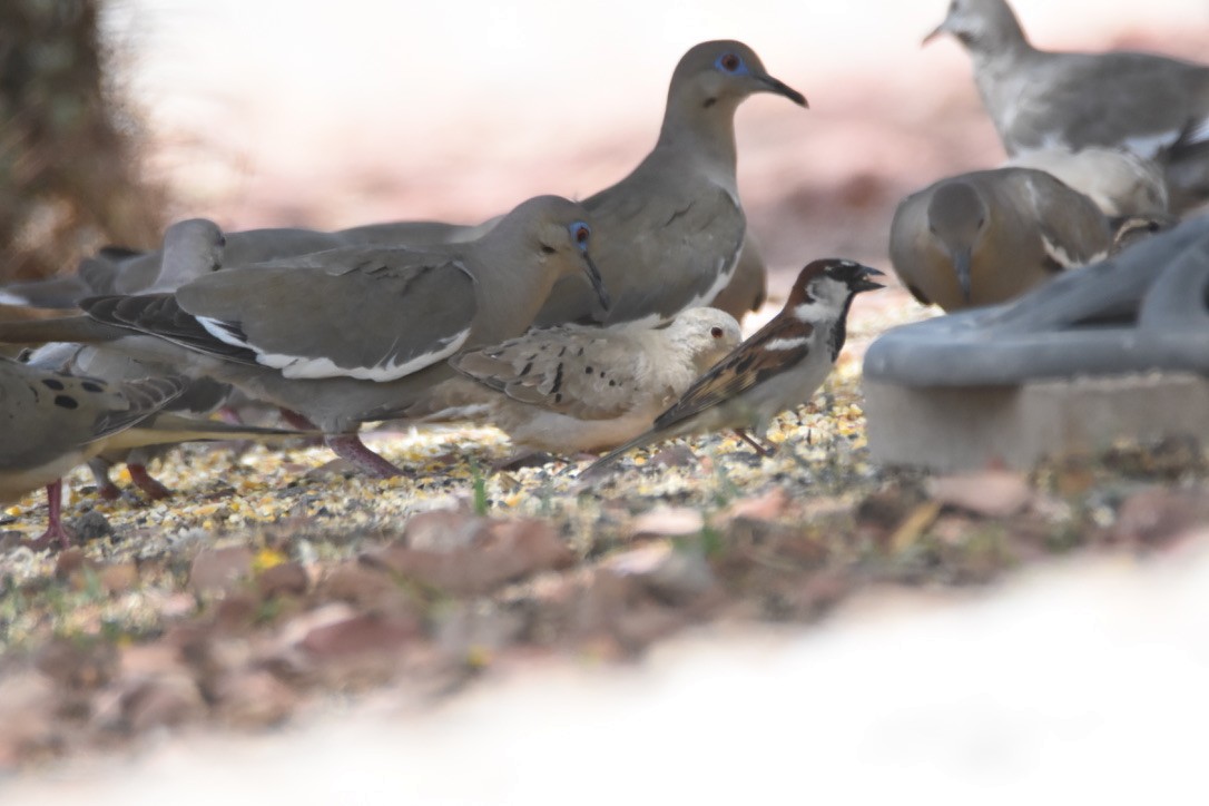 Ruddy Ground Dove - ML336574911