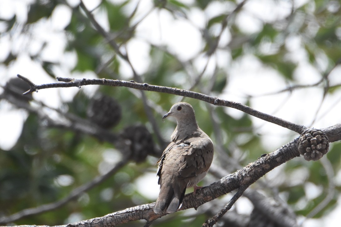 Ruddy Ground Dove - ML336574981