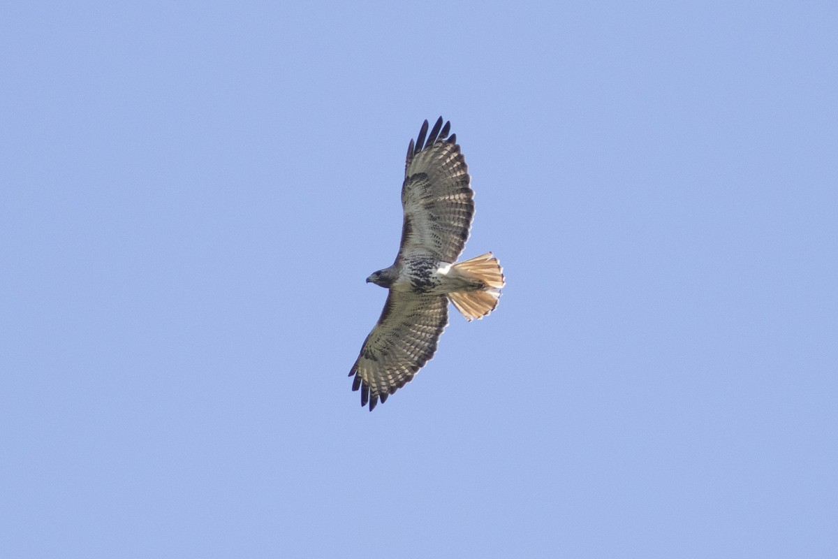 Rotschwanzbussard - ML336575431