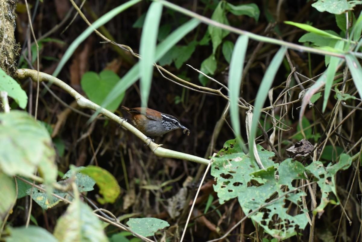 Gray-breasted Wood-Wren - Ana María  Gil Murillo