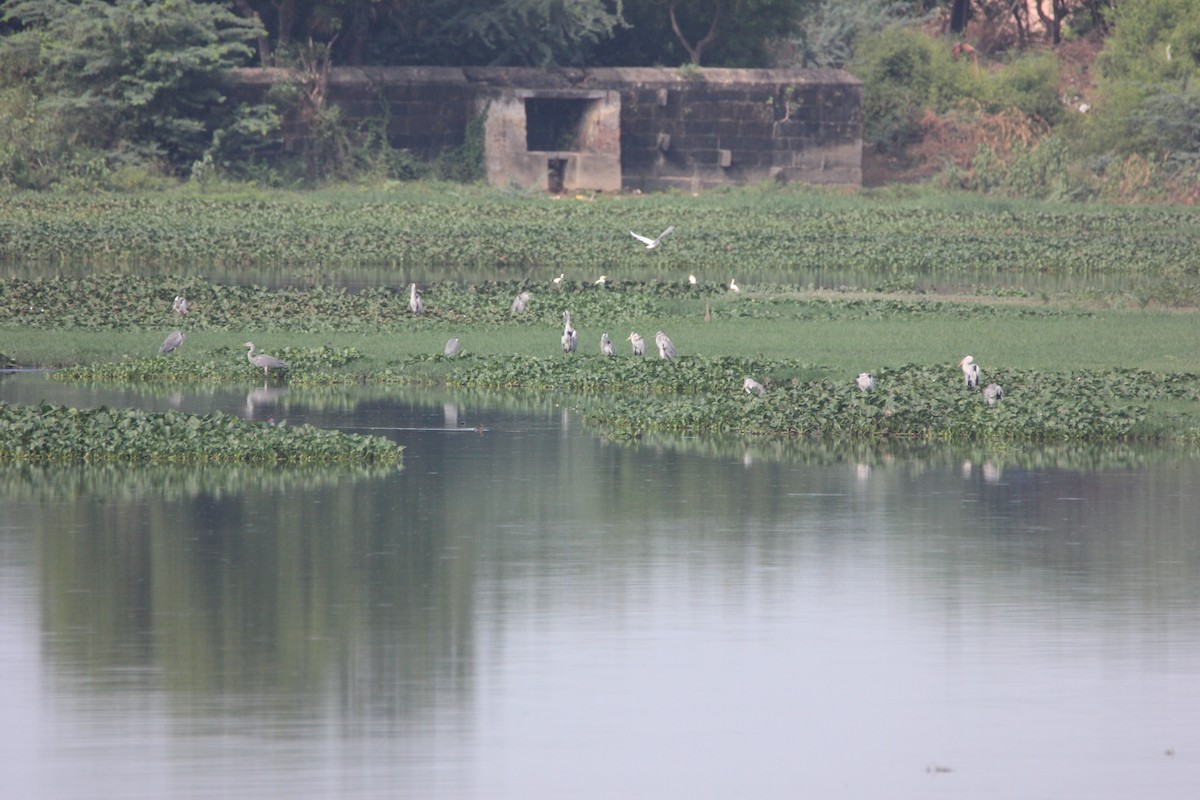 Gray Heron - TheNatureTrust (GroupAccount)