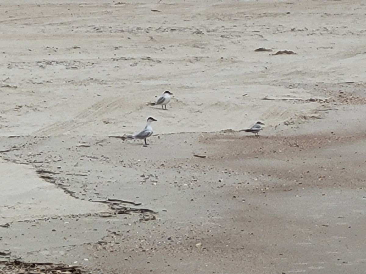 Gull-billed Tern - ML336580891