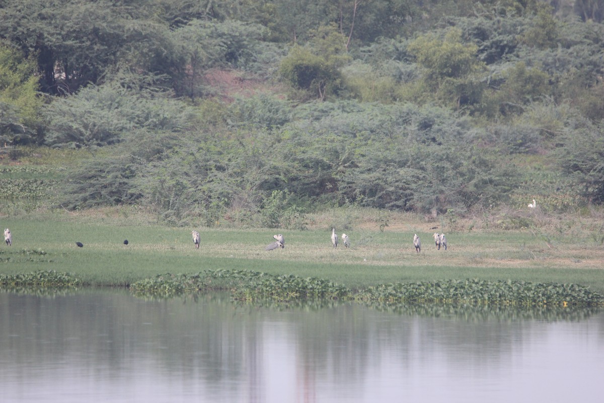 Gray Heron - ML33658091