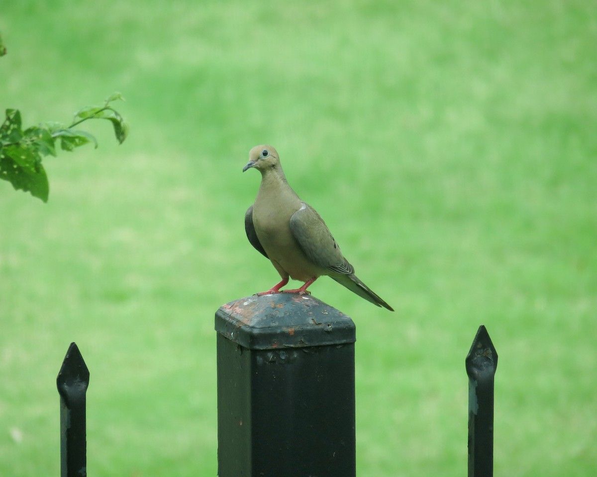 White-winged Dove - ML336581551