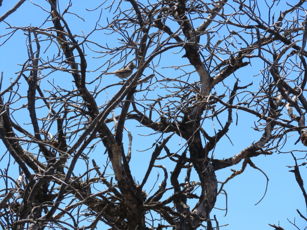 Juniper Titmouse - ML336582421