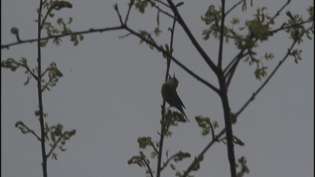 Brewster's Warbler (hybrid) - ML336583011