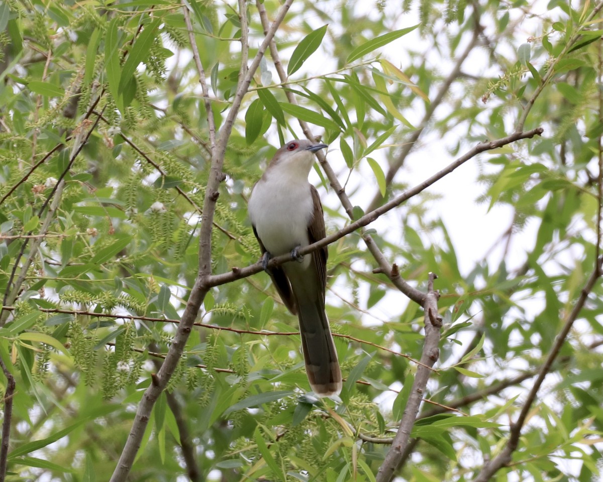 Black-billed Cuckoo - ML336583861