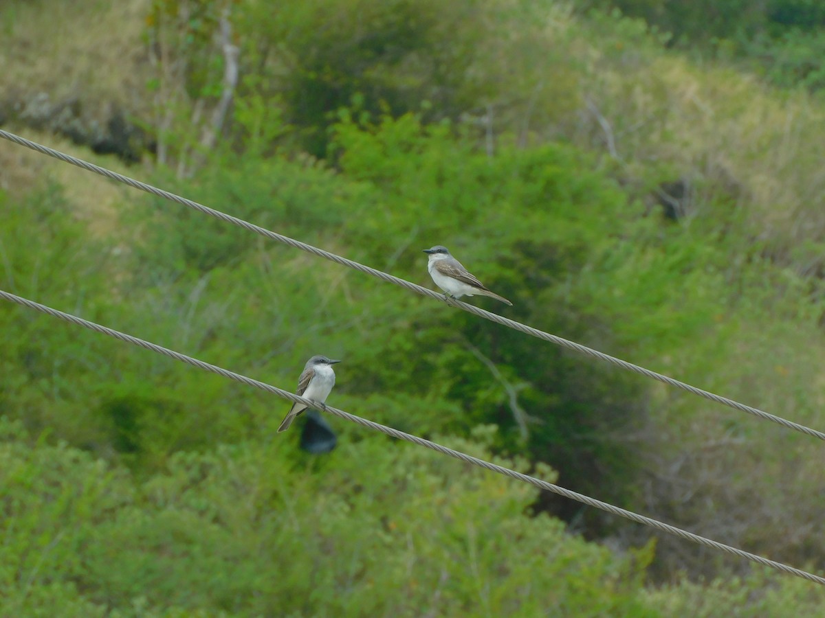 Gray Kingbird - Ajhermae  White