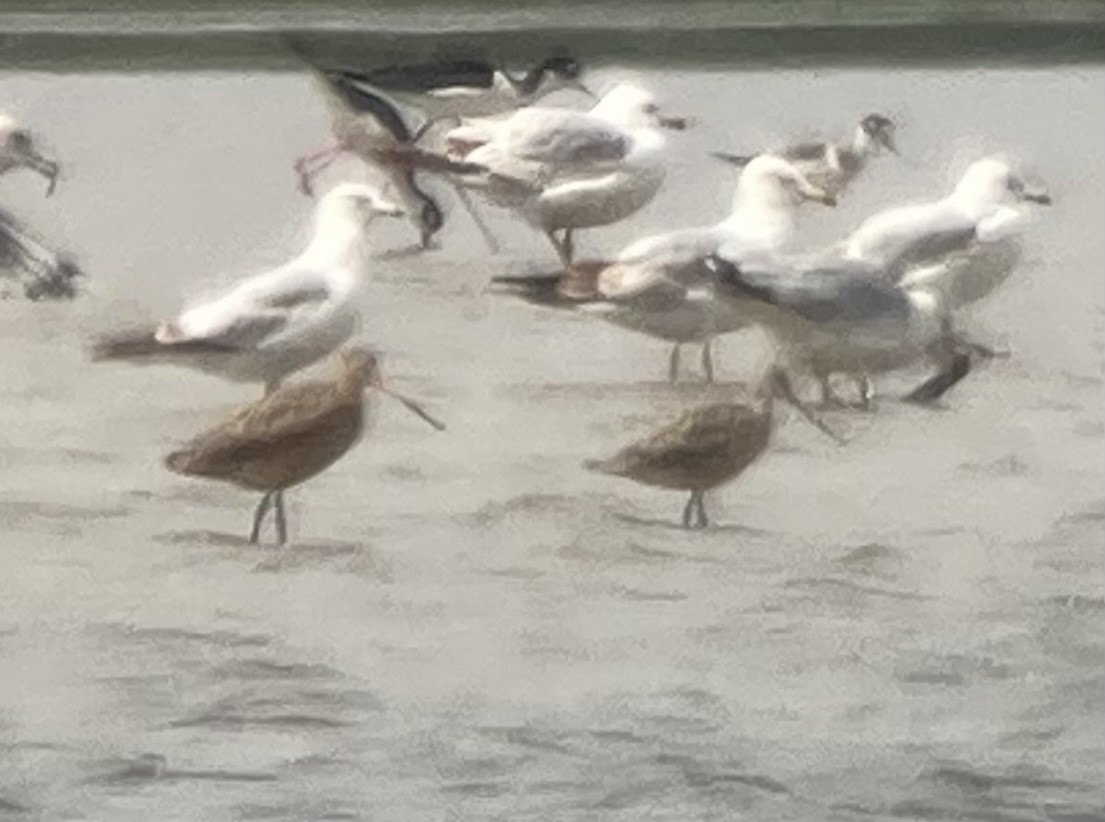 Marbled Godwit - ML336584921